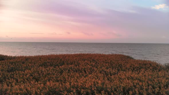 Slowly Flying Above the Marsh Grass During Sunrise