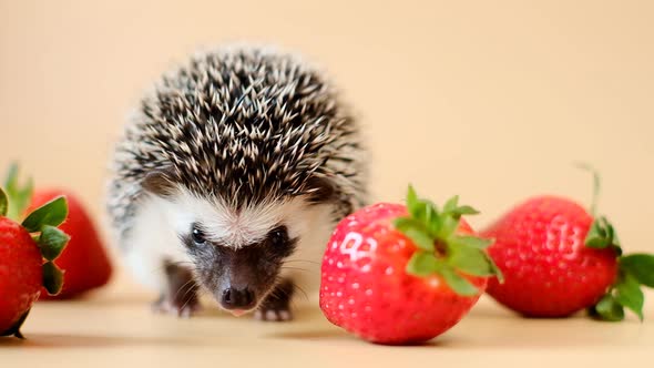 Hedgehog and strawberry.food for hedgehogs. Cute gray hedgehog and red strawberries on a beige backg