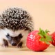 Hedgehog and strawberry.food for hedgehogs. Cute gray hedgehog and red strawberries on a beige backg - VideoHive Item for Sale