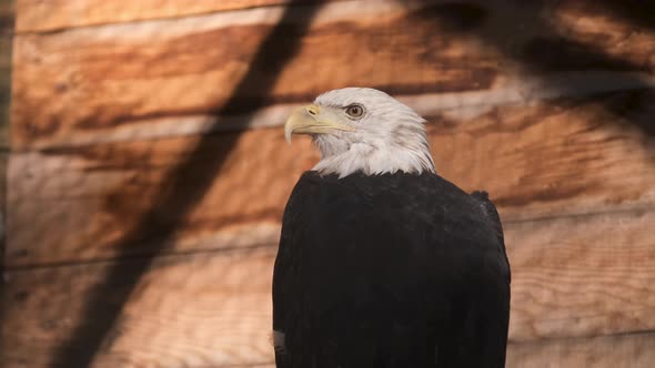 Coat of Arm Bird of USA Bald Eagle Observing Zoo Ground While Sitting on Tree