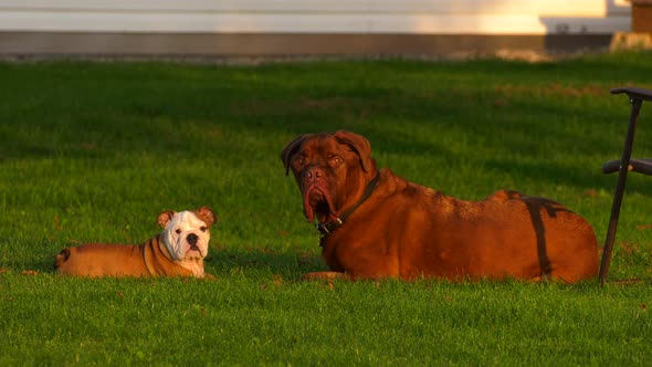 guard dogs bulldog puppy and his friend dogue de bordeaux mastiff watching 4k