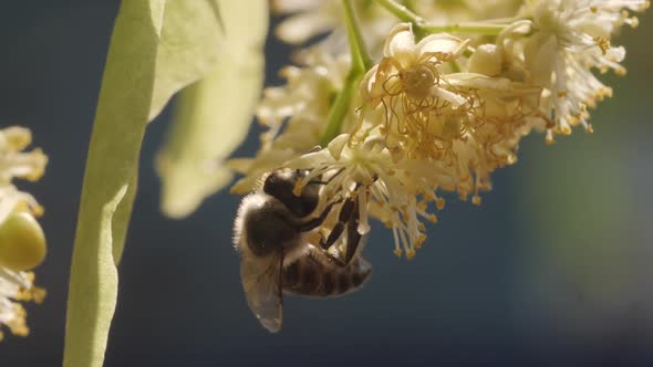 Bee Collecting Pollen From a Flower of the Tree
