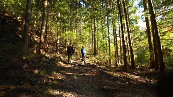 Static, hikers walking away through pine forest, Kumano Kodo Japan