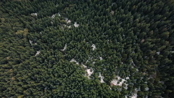 Forest Environment Aerial Background With Evergreen Trees And Early Winter Snow