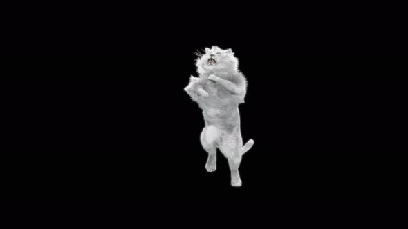 White Lion Dancing 4K