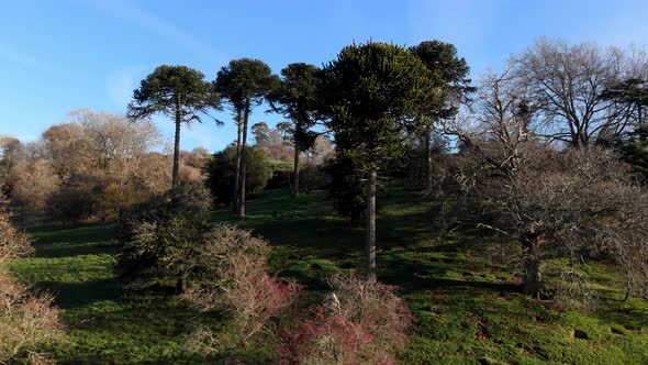 Monkey Puzzle Trees Church Hill Burton Dassett Warwickshire Aerial Winter Landscape D Log