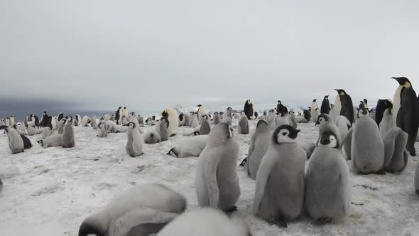 Emperor Penguins with Chiks Close Up in Antarctica