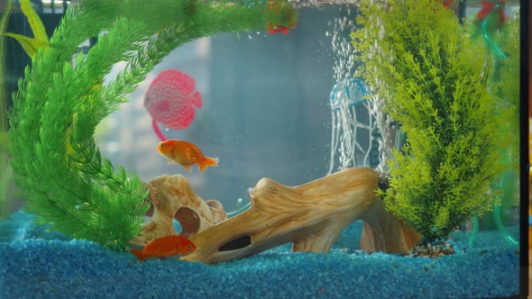 Close Up Aquarium Beautiful with Floating Goldfish on the Table in the Living Room