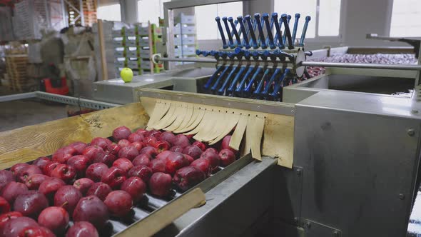 Apples on the Line for Their Selection