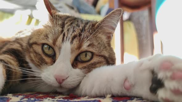 Cat Lying On The Carpet While Looking At Camera Inside The House.  - close up