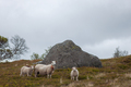 Sheep family walking to mountains in North of Norway - PhotoDune Item for Sale