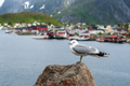Seagull in Traditional village in Lofoten archipelago, Norway - PhotoDune Item for Sale
