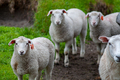 Sheep family walking to mountains in North of Norway - PhotoDune Item for Sale
