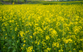 Blossom mustard plant  - PhotoDune Item for Sale