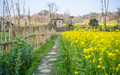 Blossom mustard plant  - PhotoDune Item for Sale