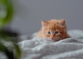 Ginger kitten. red orange kitten sit on grey blanket. Sweet adorable kitten .Funny kitten - PhotoDune Item for Sale