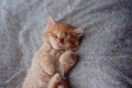 Cute little ginger kitten is sleeping in soft blanket - PhotoDune Item for Sale