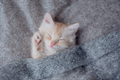 Cute little ginger kitten is sleeping in soft blanket - PhotoDune Item for Sale