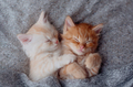 Couple cute kittens in love sleeping on gray knitted blanket.  - PhotoDune Item for Sale