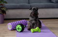 dog holding dumbbell.Fitness and healthy lifestyle for pet.  - PhotoDune Item for Sale