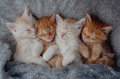 cute kittens in love sleeping on gray knitted blanket.  - PhotoDune Item for Sale