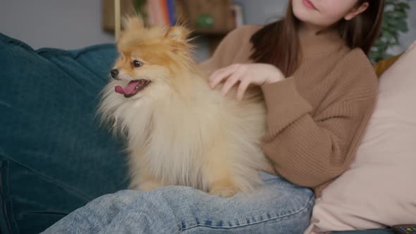 Pomeranian Dog is Sitting on the Girl's Legs