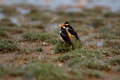 Asian Pied Starling birds perched in the grass - PhotoDune Item for Sale