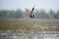 Purple heron bird take off from water - PhotoDune Item for Sale