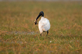 Black headed ibis bird with a snake kill in its beak - PhotoDune Item for Sale