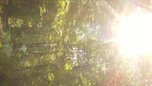 Vertical Video of a Forest with Many Trees in Autumn