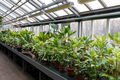 Greenhouse with tropical plants, exotic lianas. Glasshouse interior. Indoor garden. - PhotoDune Item for Sale