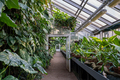 Greenhouse with tropical plants, exotic lianas. Glasshouse interior. Indoor garden. - PhotoDune Item for Sale