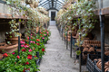 Old greenhouse with geranium flowers and plants, terracotta pots in boxes. - PhotoDune Item for Sale