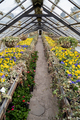 Old greenhouse with pansies flowers and plants. Glasshouse with walking path in botanical garden - PhotoDune Item for Sale