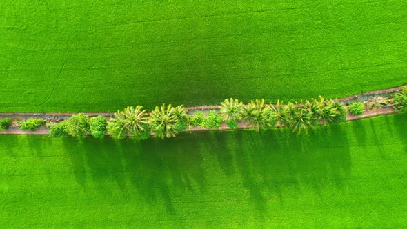 4K Aerial view of agriculture in rice fields for cultivation