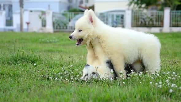 Cute Siberian Husky Puppies Playing On Green Grass