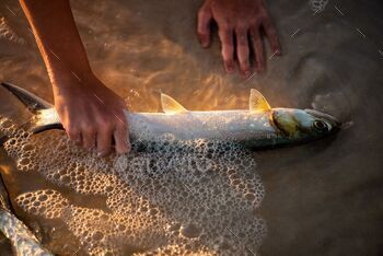 Person handpicks a fish washed ashore