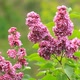 Beautiful Lilac Flowers - VideoHive Item for Sale