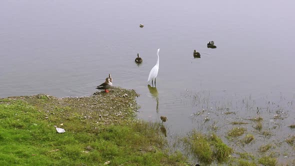 Cattle Egret or white heron looking for hunting near a lake with beautiful ducks and coot Bird stock