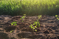 Young freshly planted pepper seedlings in the evening at sunset - PhotoDune Item for Sale
