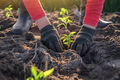 The season of planting vegetables and vegetation - PhotoDune Item for Sale