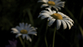 Field of white daisies under the summer rain. Creative. Close up of chamomile flowers on a blurred - PhotoDune Item for Sale