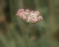 Queen Anne's Lace pink and white Wildflower blurry green background - PhotoDune Item for Sale