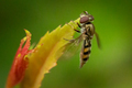 Meat Bee dangling from a leaf on a plant - PhotoDune Item for Sale