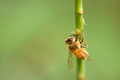 A Honey Bee on a Stem Collecting Pollen - PhotoDune Item for Sale