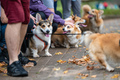 Several Welsh corgis walk with their owners on a rainy autumn day - PhotoDune Item for Sale