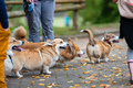 Several Welsh corgis walk with their owners on a rainy autumn day - PhotoDune Item for Sale