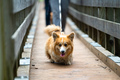 A smiling Welsh corgi dog runs across a bridge with its owner on a rainy autumn day - PhotoDune Item for Sale