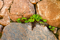 A plant with green leaves sprouted through a stone wall - PhotoDune Item for Sale