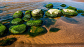 Sea green algae on stone in water. Wet seaweed covered stone. - PhotoDune Item for Sale